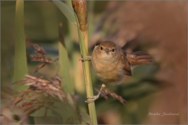 <p>RÁKOSNÍK OBECNÝ (Acrocephalus scirpaceus) Horní Podluží - Velký rybník /Eurasian reed warbler - Teichrohrsänger/</p>